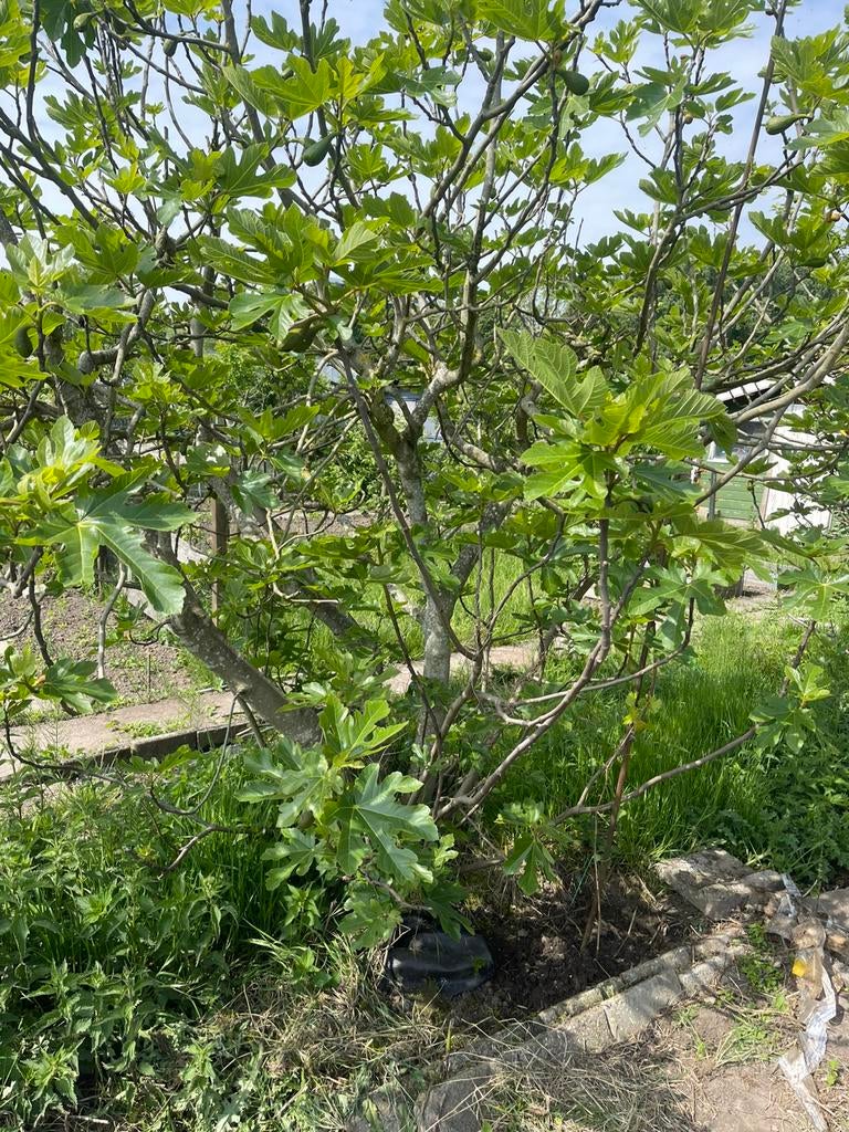 Grote, volgroeide moeder vijgen voor uw tuin, Volle zon, Vaste plant, Bloeit niet, Ophalen