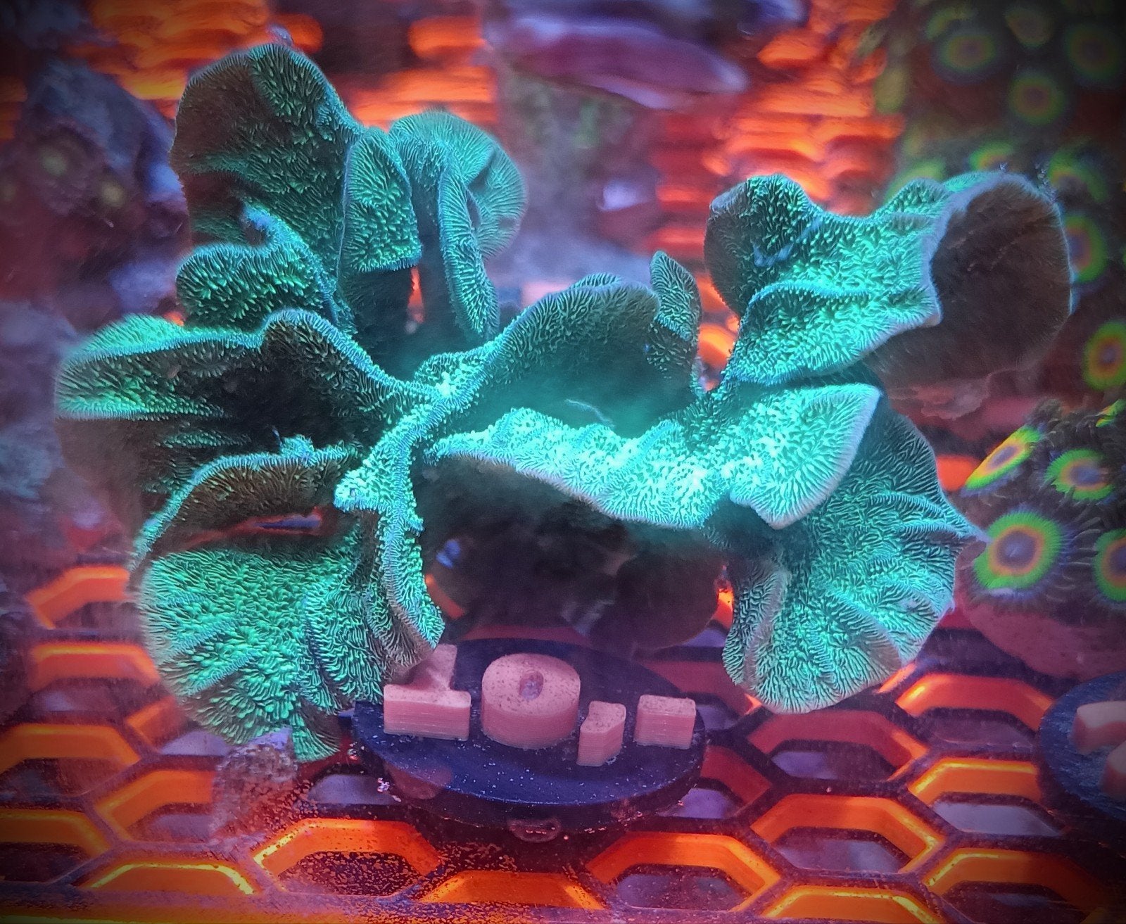 WYSIWYG pavona cactus variant 2, Overige typen, Zoutwatervis