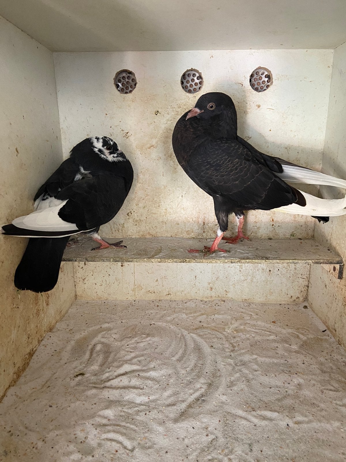6 piepers, Dieren en Toebehoren, Vogels | Duiven, Geslacht onbekend, Kropper