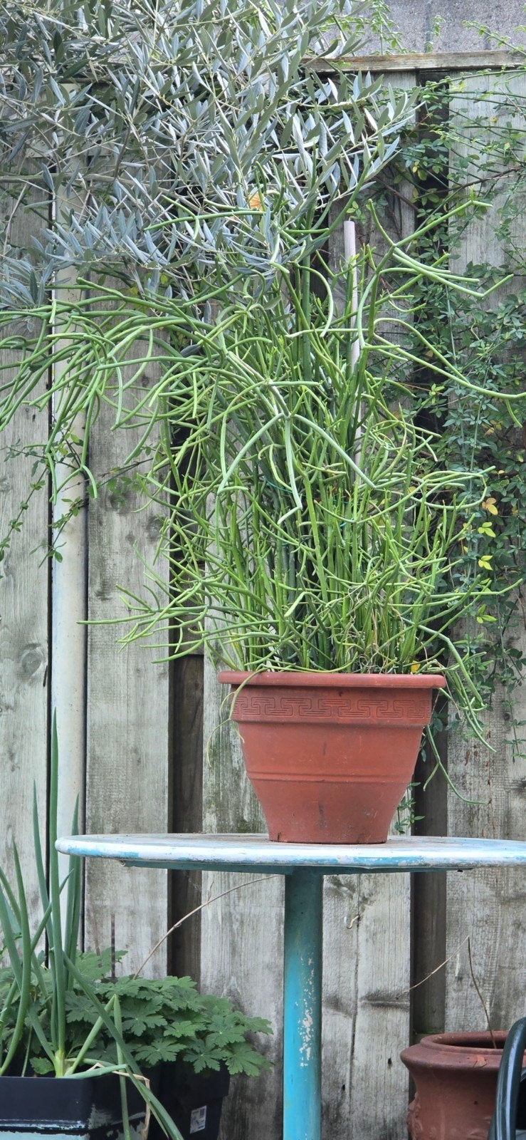Potloodcactus (Euphorbia tirucalli) in pot, Ophalen of Verzenden