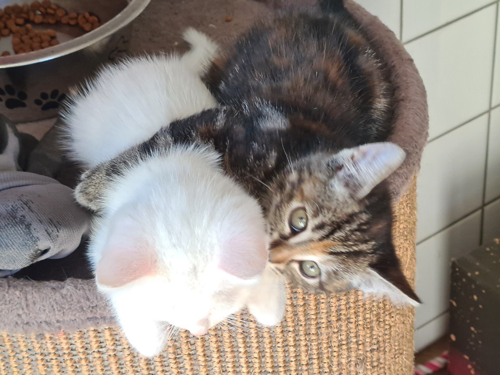 jonge poesjes. kittens., Meerdere dieren