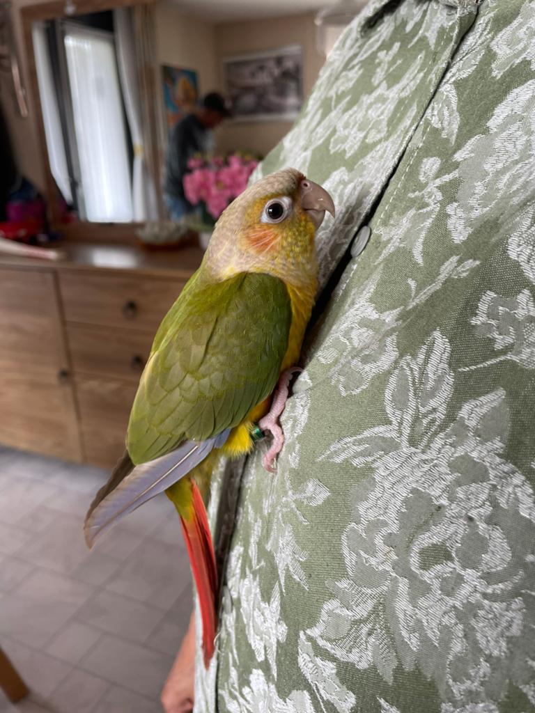 Twee handtamme pyrrhura in pineapple kleur, Dieren en Toebehoren, Vogels | Parkieten en Papegaaien, Meerdere dieren, Papegaai