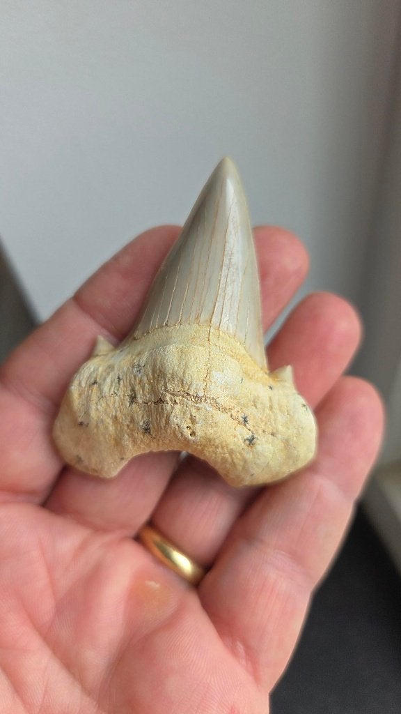Dikke Otodus haaientand, Ophalen of Verzenden, Fossiel