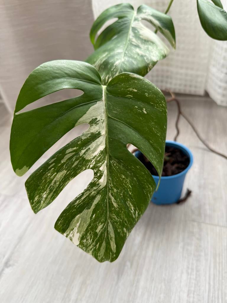Monstera Deliciosa Variegata - Prachtige Kamerplant, Overige soorten, Vaste plant, Ophalen of Verzenden, Bloeit niet