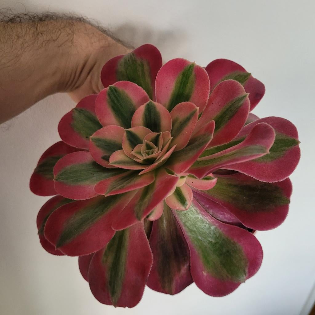 Aeonium pink witch, Ophalen of Verzenden, Halfschaduw, Minder dan 100 cm