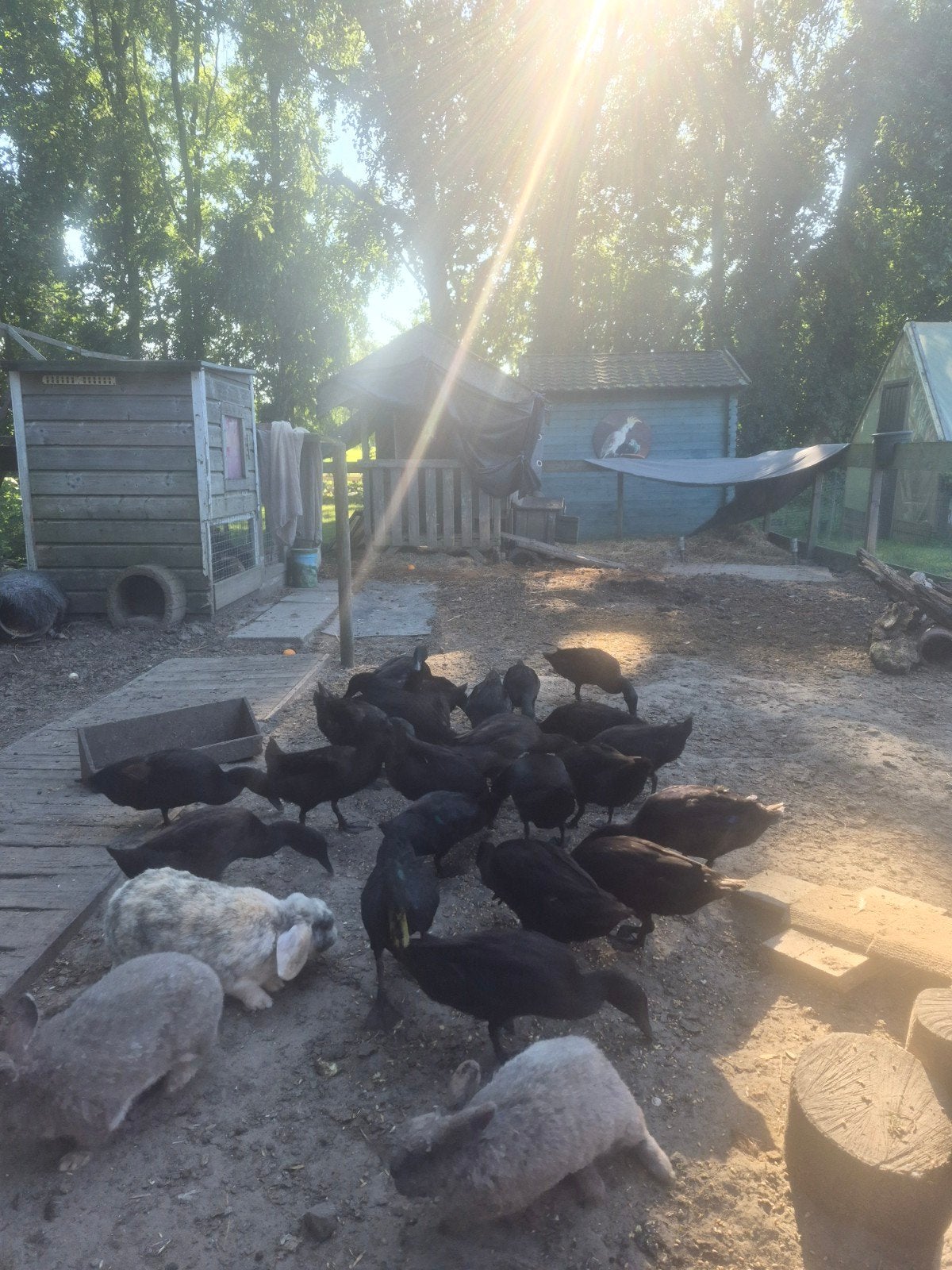 Indische loopeenden, Dieren en Toebehoren, Meerdere dieren