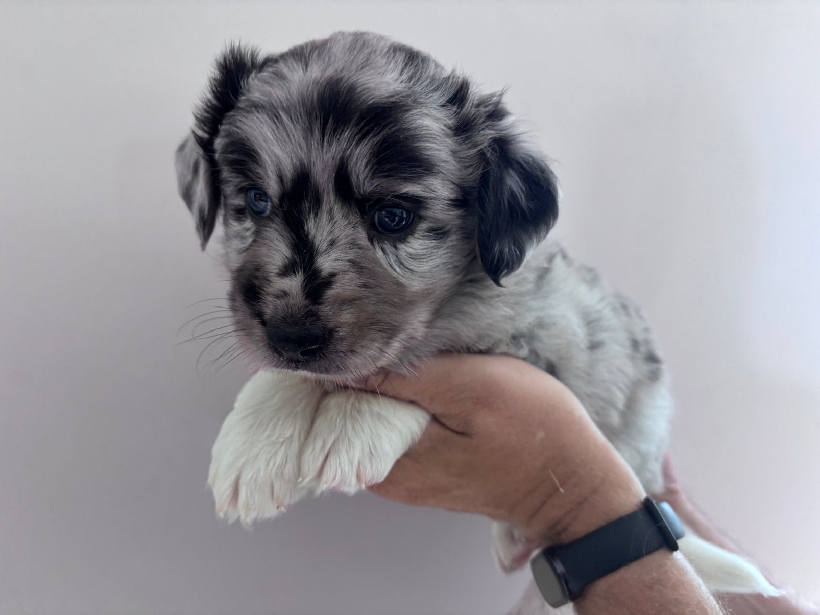 Australian Sheperd bleu merle reu, Dieren en Toebehoren, Reu, 8 tot 15 weken, Collie, Parvo