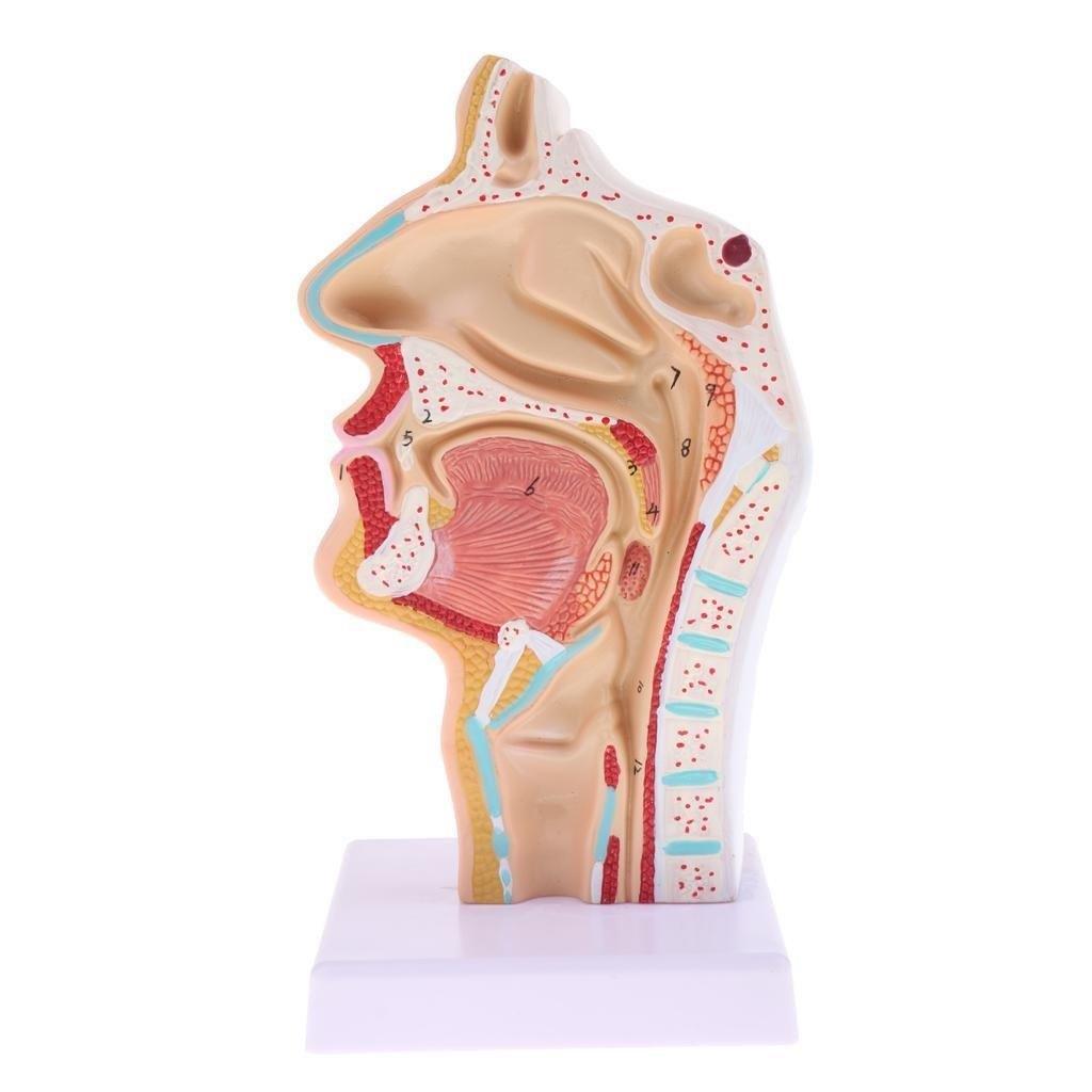 Keel Neus Menselijk Anatomie Model / Oraal Medisch Mond, Verzenden, Nieuw