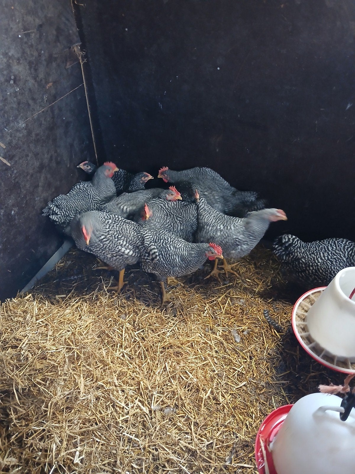 amrock groot haanen, Dieren en Toebehoren, Pluimvee, Meerdere dieren, Kip