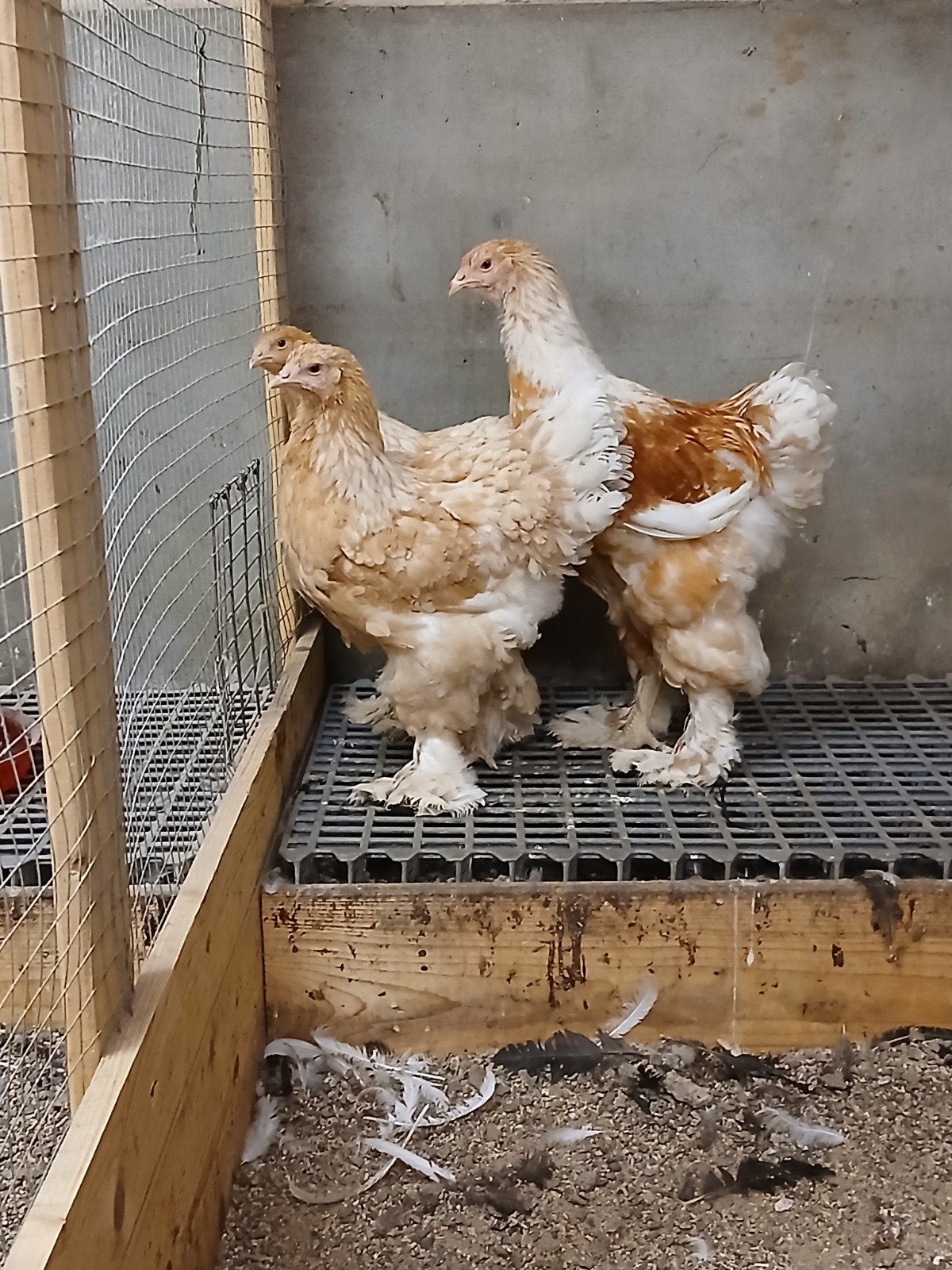 Trio Brahma zalm, Dieren en Toebehoren, Meerdere dieren, Kip