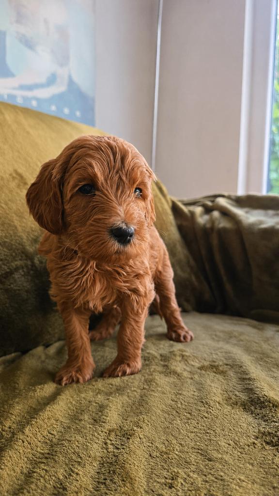 Mooie Labradoodle Pups Medium, Dieren en Toebehoren, Honden | Retrievers, Spaniëls en Waterhonden, Parvo, Overige rassen, 8 tot 15 weken