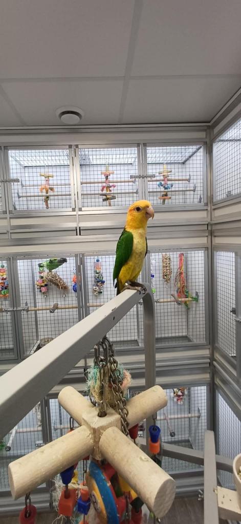 witbuik caique, Dieren en Toebehoren, Meerdere dieren, Papegaai, Geringd