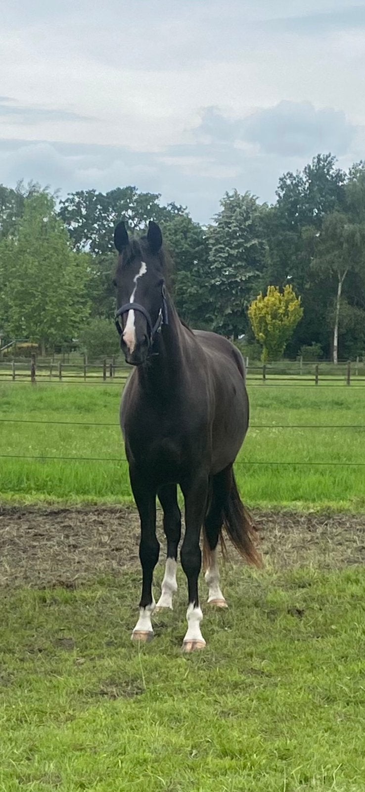 Super knappe bijna 3 jarige merrie Next Romancier, Merrie, Met stamboom, Dressuurpaard, 3 tot 6 jaar