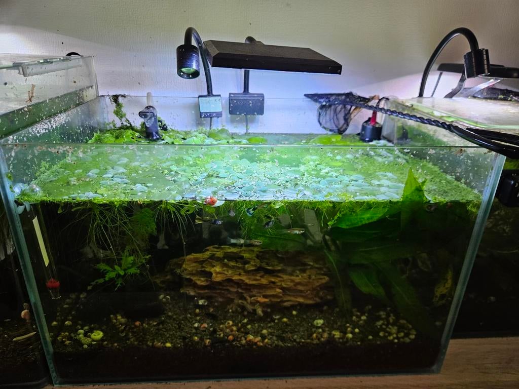 Kant en klaar aquarium 35 liter met garnalen en guppies, Ophalen, Zo goed als nieuw, Gevuld zoetwateraquarium