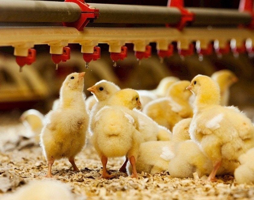 vleeskuikens tekoop, Dieren en Toebehoren, Meerdere dieren, Kip