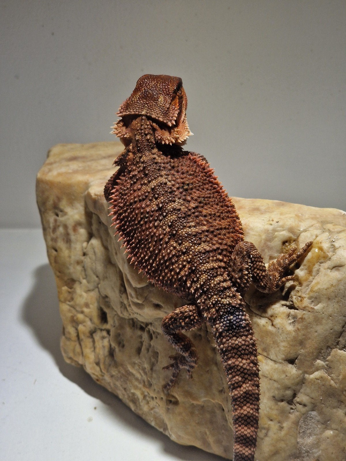 DRACO REPTILES – Prachtige Baardagaam Nakweek Bearded Dragon photo 2