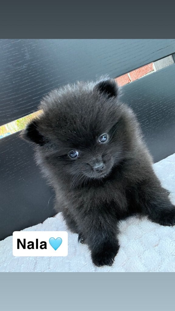Nog 2 Pomeriaan pups Meisjes, Overige rassen, 8 tot 15 weken, Teef, Meerdere