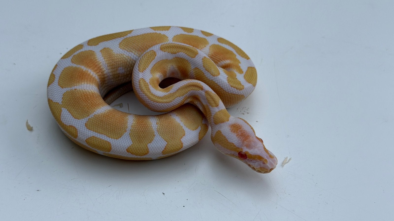 Ball Pythons Houten Ball Python photo 3