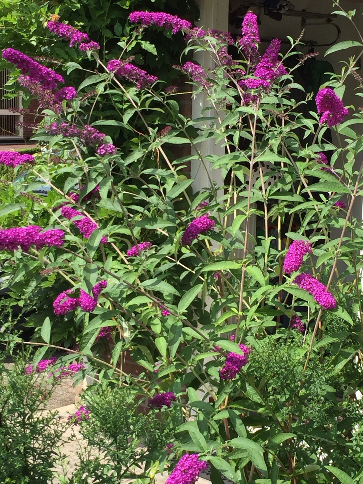 Buddleja 'Royal Red' - p9 potje, Overige soorten, Volle zon, Vaste plant, Ophalen of Verzenden