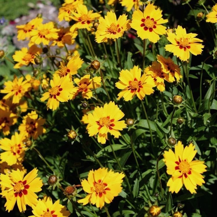 Meisjesogen / Coreopsis Lanc. 'sterntaler', Ophalen, Vaste plant, Overige soorten, Volle zon