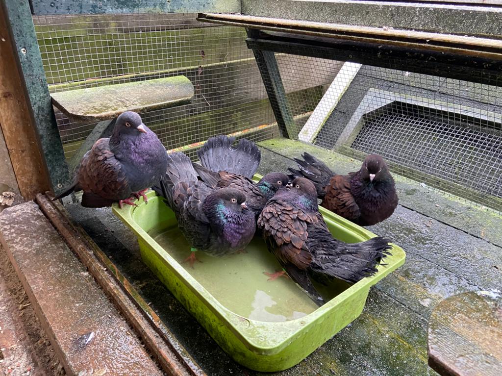 Oosterse roller duivinnen kleur kite, Dieren en Toebehoren, Vogels | Duiven, Vrouwelijk, Overige soorten