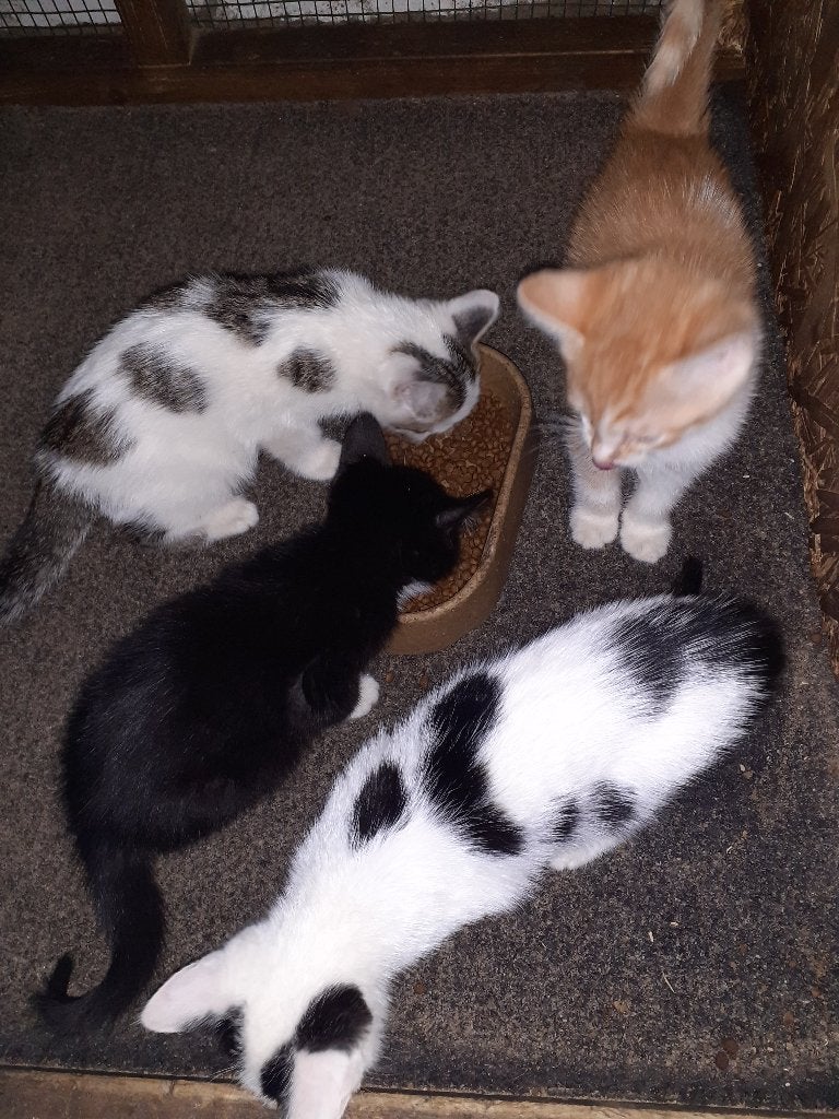 Lieve boerderij kittens., Dieren en Toebehoren, Meerdere dieren, Kortharig, 0 tot 2 jaar