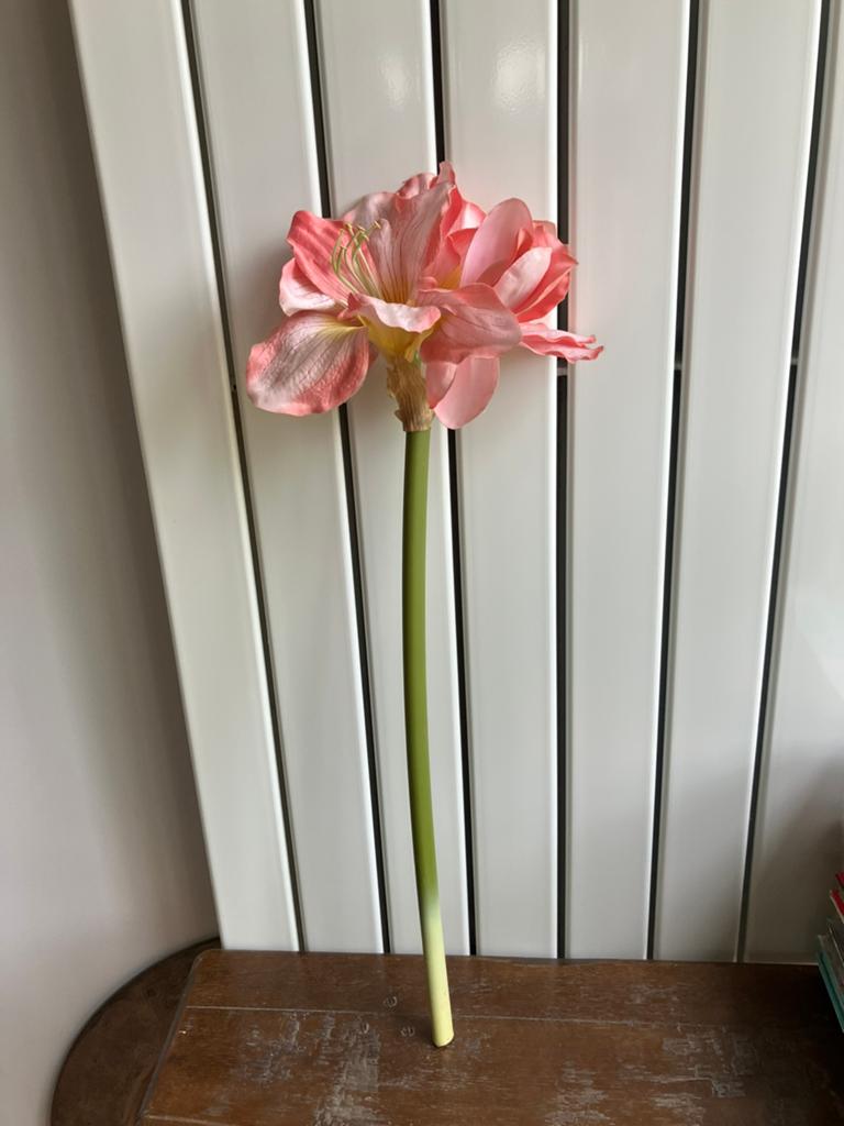 Zijden Amaryllis, Ophalen