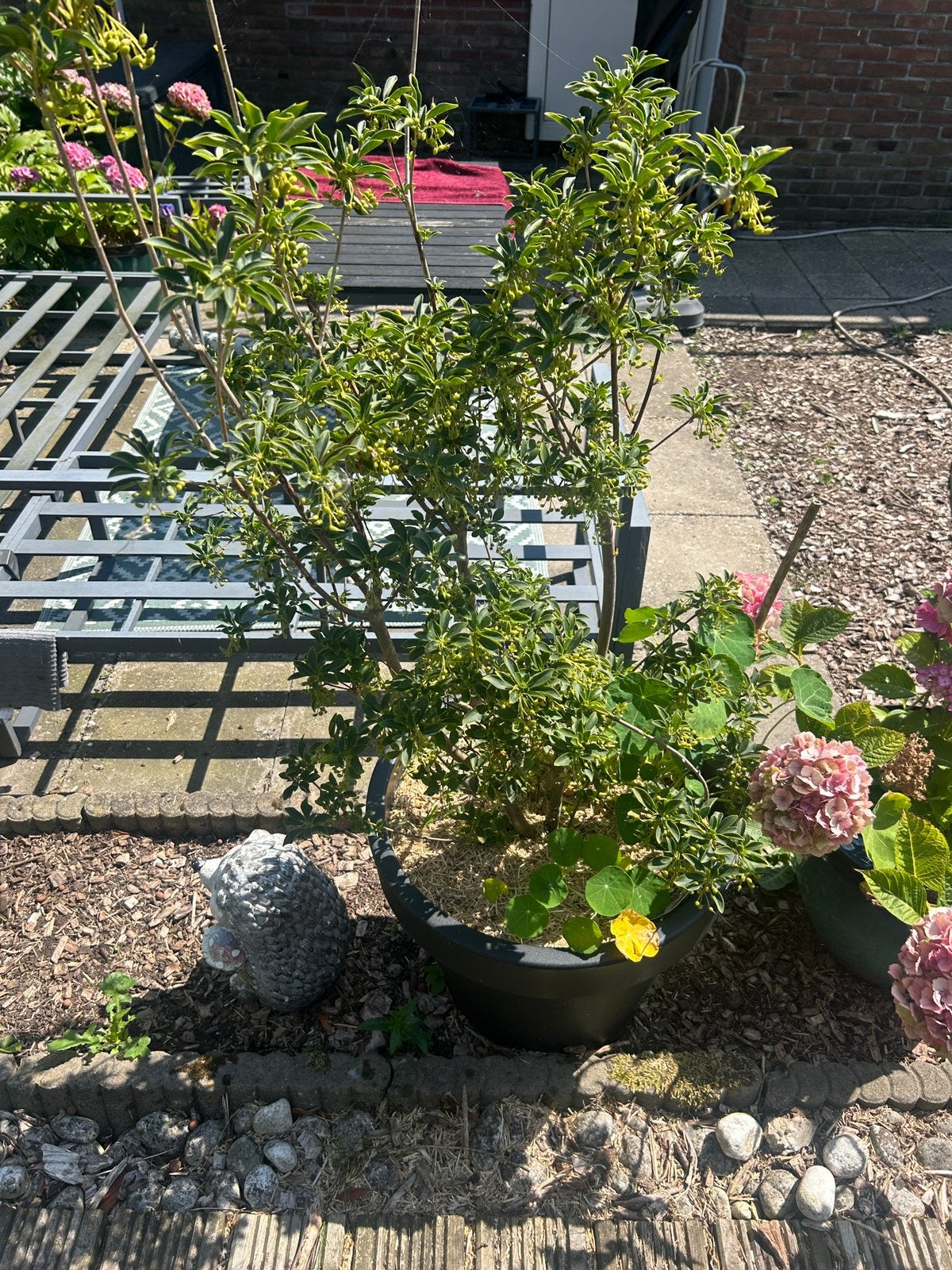 Pieris japonica 115 cm – bloeit 2x per jaar, Tuin en Terras, Planten | Struiken en Hagen, Ophalen