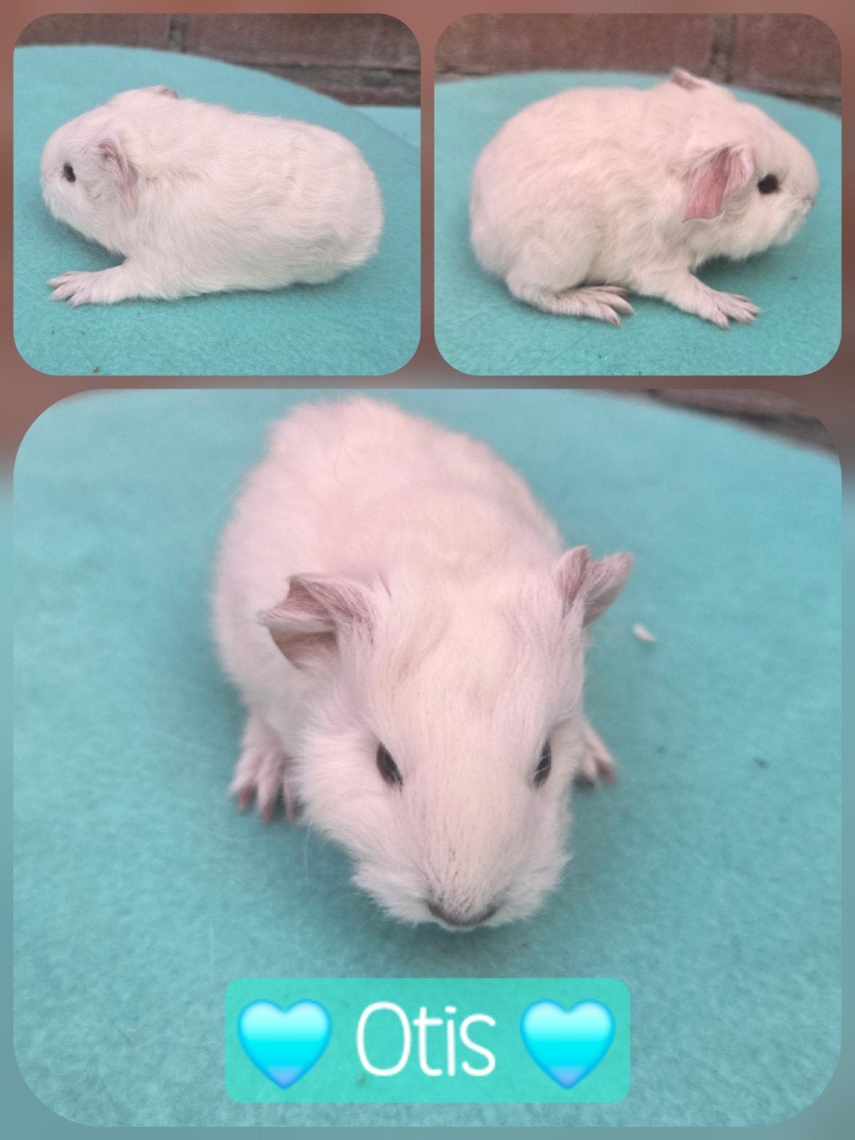 Wit Cali zwart? CH Teddy zeugjes en beertje!, Dieren en Toebehoren, Cavia, Meerdere dieren, Tam, September