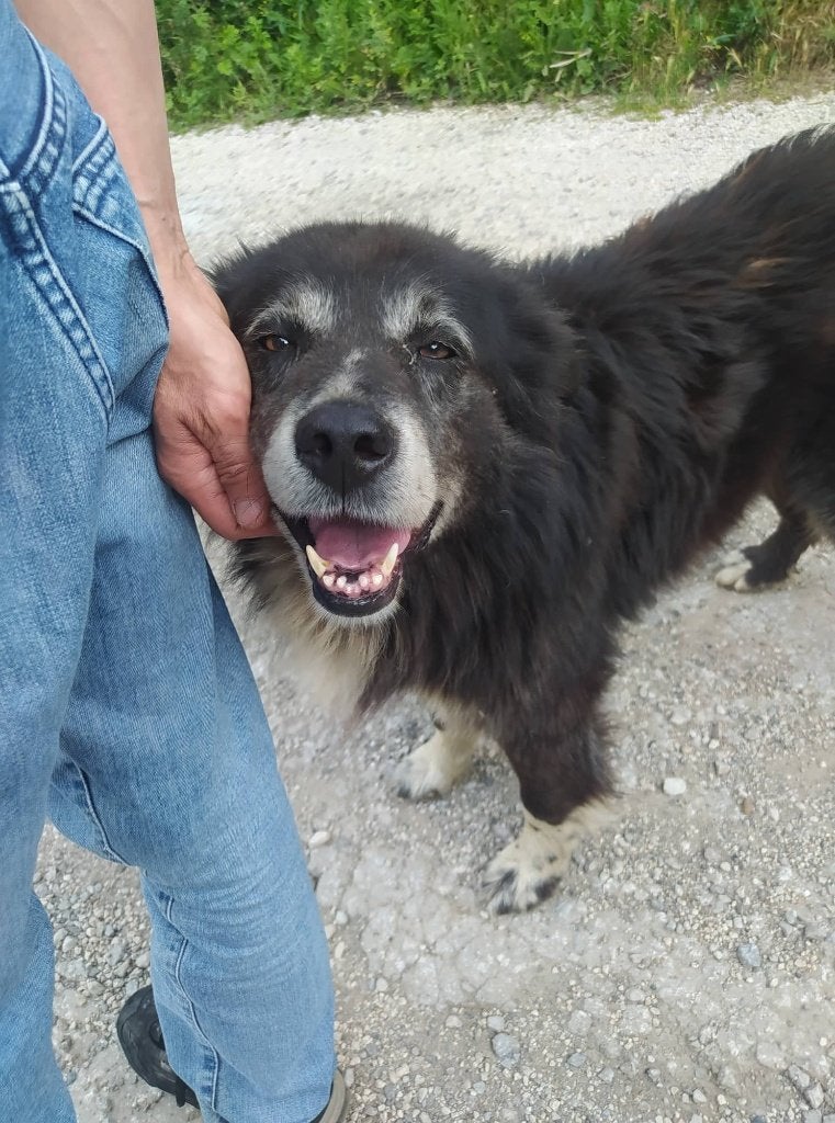 2 Trouwe vrienden op straat Bulgarije zoeken samen een baas, Dieren en Toebehoren, Handelaar, Buitenland, Meerdere, Meerdere dieren
