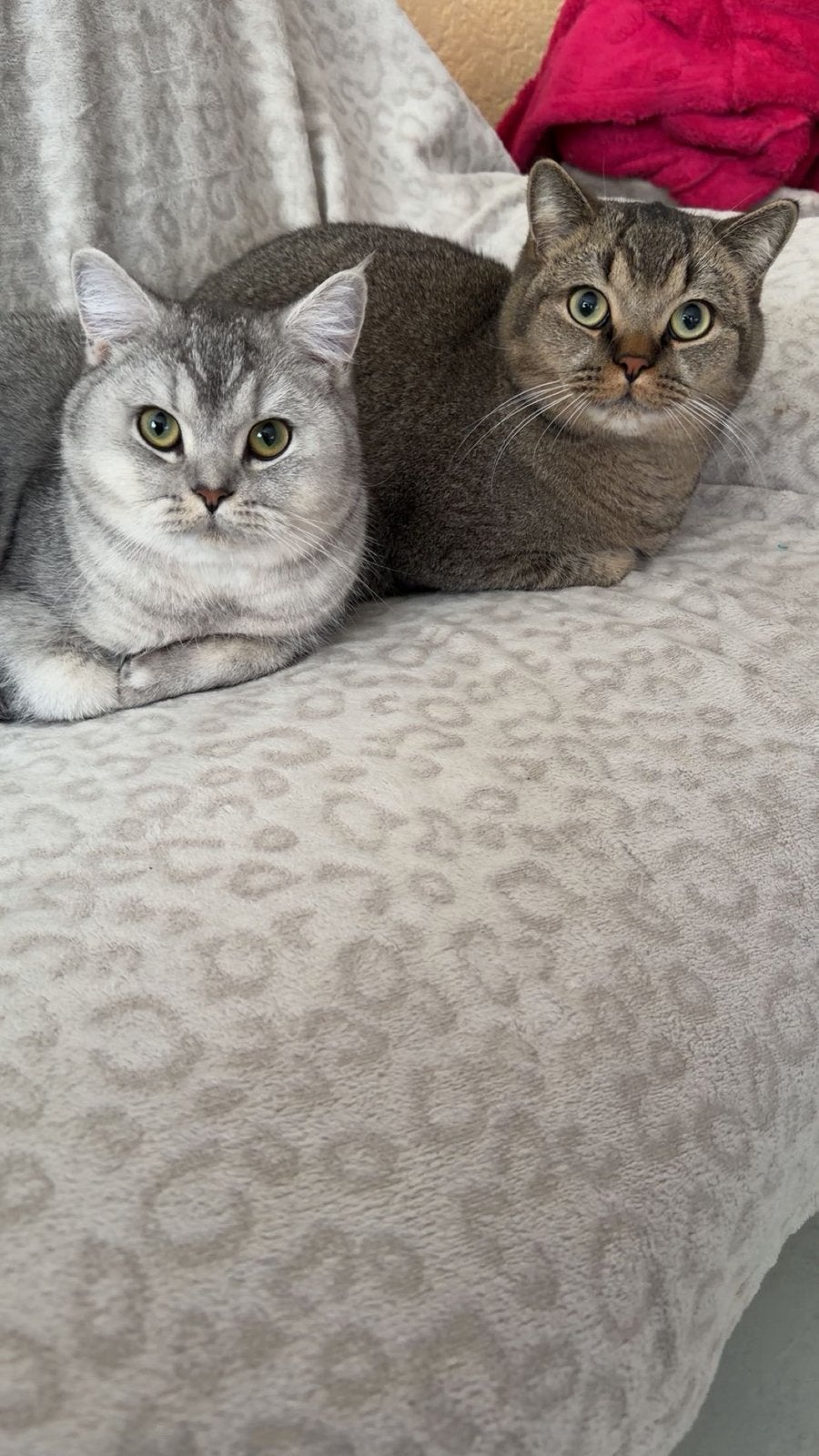 Twee britse kortharen te koop evt incl toebehoren, Kater