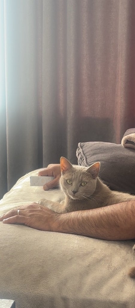 Britse korthaar, Kater, Gechipt, 3 tot 5 jaar