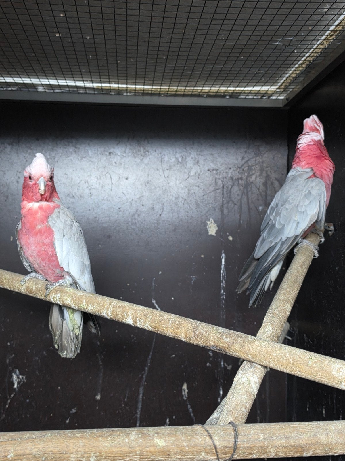 Te koop bewezen kweekkoppels rose kaketoe's, Dieren en Toebehoren, Vogels | Parkieten en Papegaaien, Papegaai, Meerdere dieren