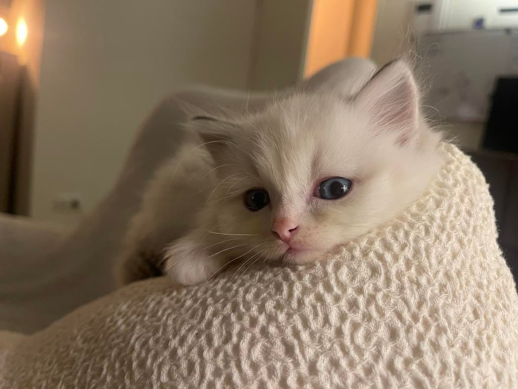 Schattige 100% Ragdoll poesjes, Meerdere dieren