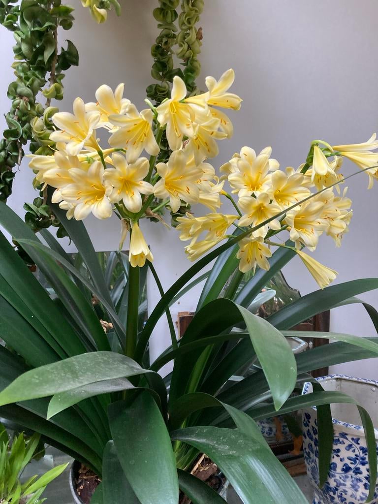 Stekken van gele en oranje Clivia, Overige soorten, Vaste plant, Ophalen of Verzenden, Halfschaduw