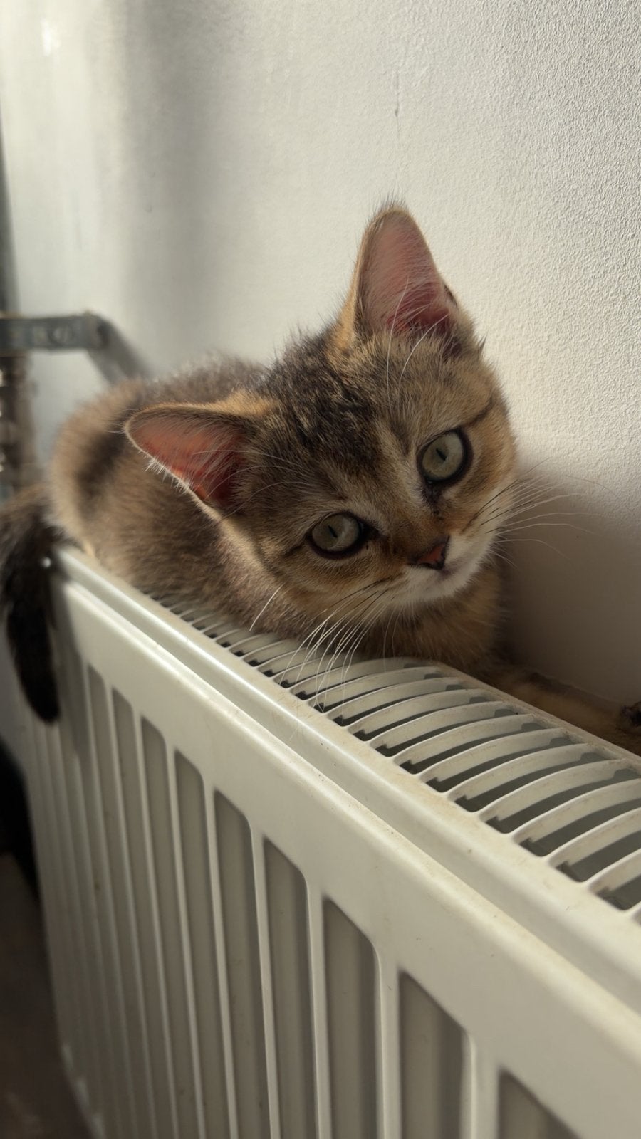 Britse korthaar kitten