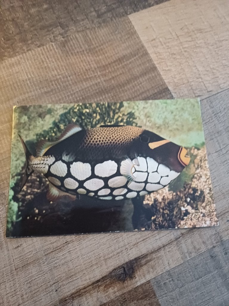 rotterdam blijdorp, Ophalen of Verzenden, 1960 tot 1980, Gelopen, Zuid-Holland
