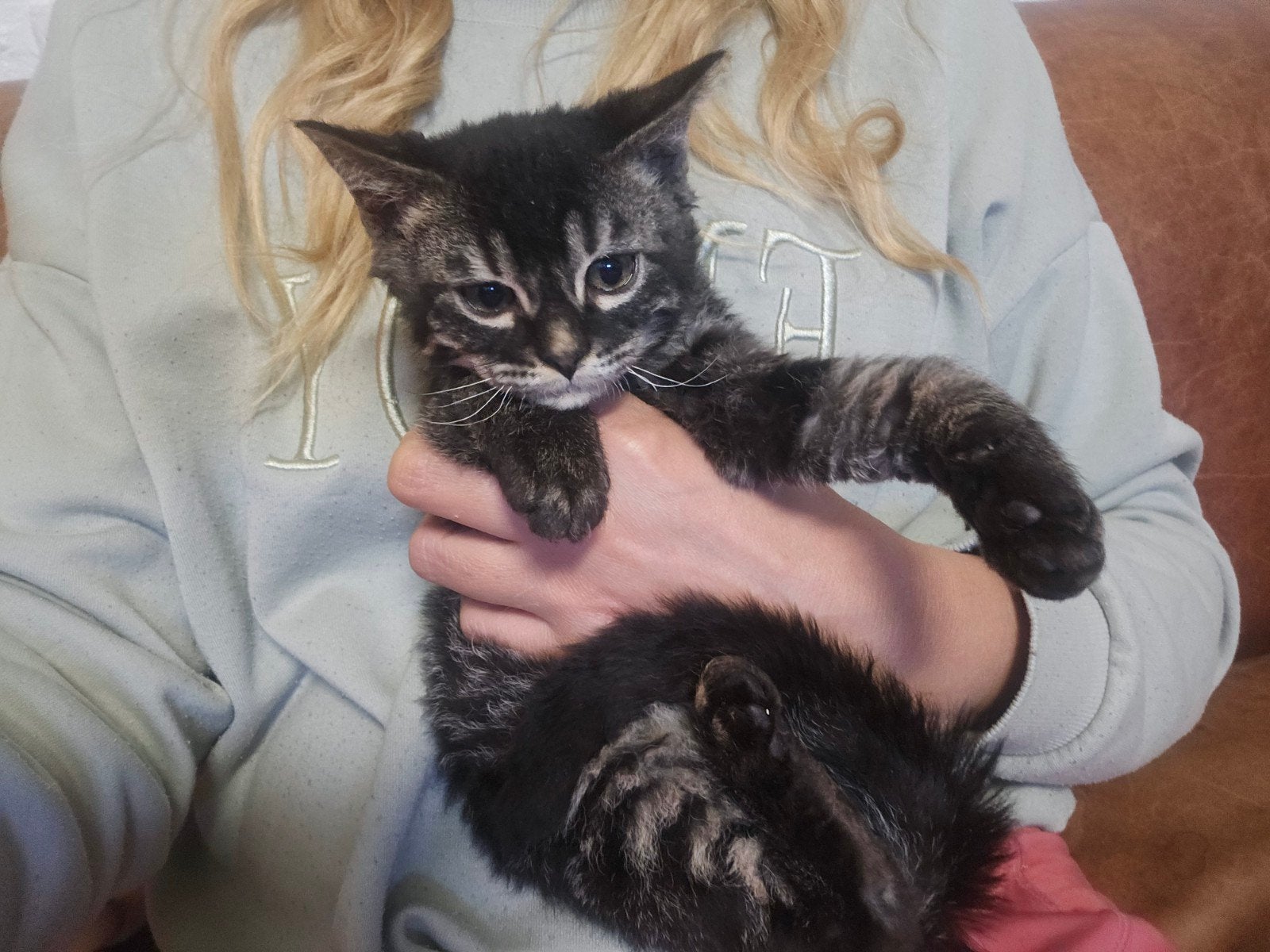Smoke bengaal kruising rex kitten - gecastreerd katertje, Kater, Kortharig, 0 tot 2 jaar