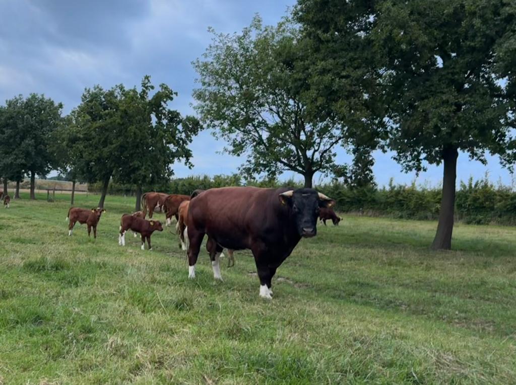 Brandrode dekstier GEZOCHT brandrood, Dieren en Toebehoren, Meerdere dieren