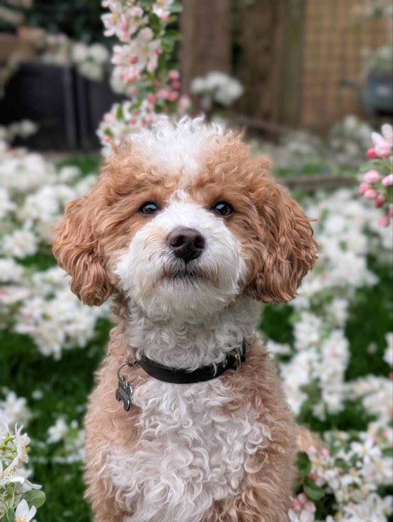 Maltipoo dekreu NIET TE KOOP toypoedel, poedel, Poedel, Reu, Eén hond, 3 tot 5 jaar