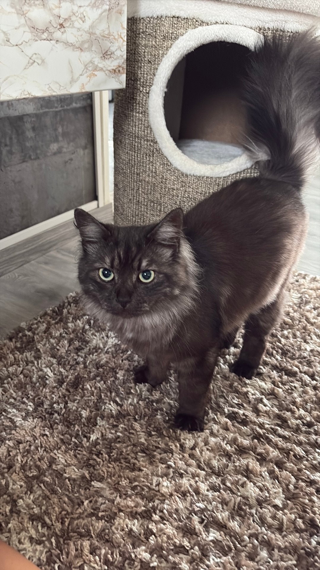 Siberische kat, Kater