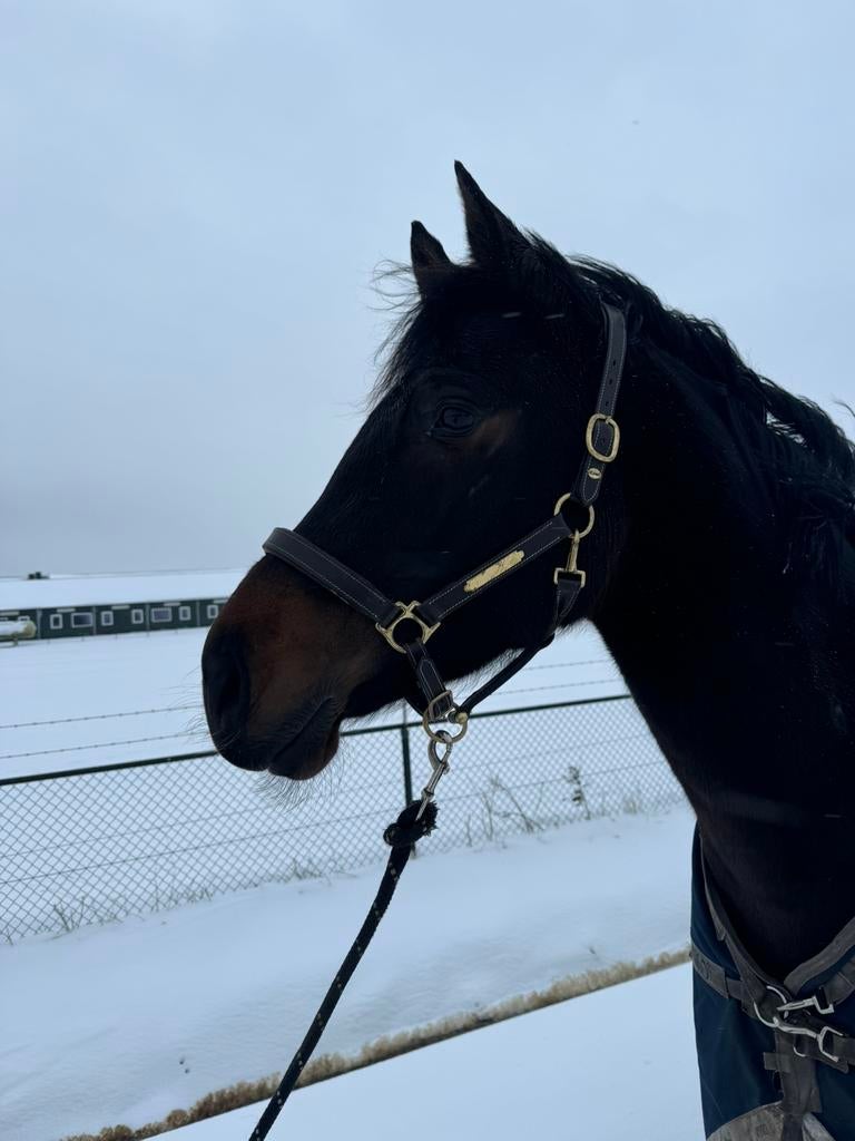 Stalling gezocht voor lieve merrie zonder ijzers, Stalling, 1 paard of pony