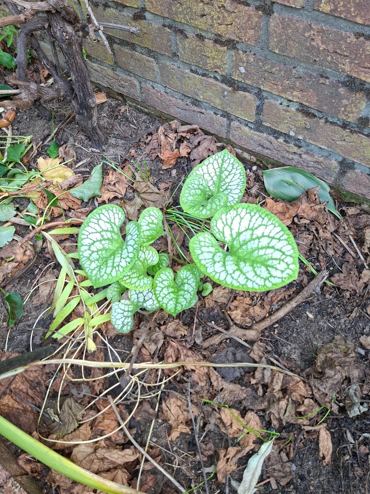 diverse planten en struiken, Tuin en Terras, Ophalen, Overige soorten, Volle zon
