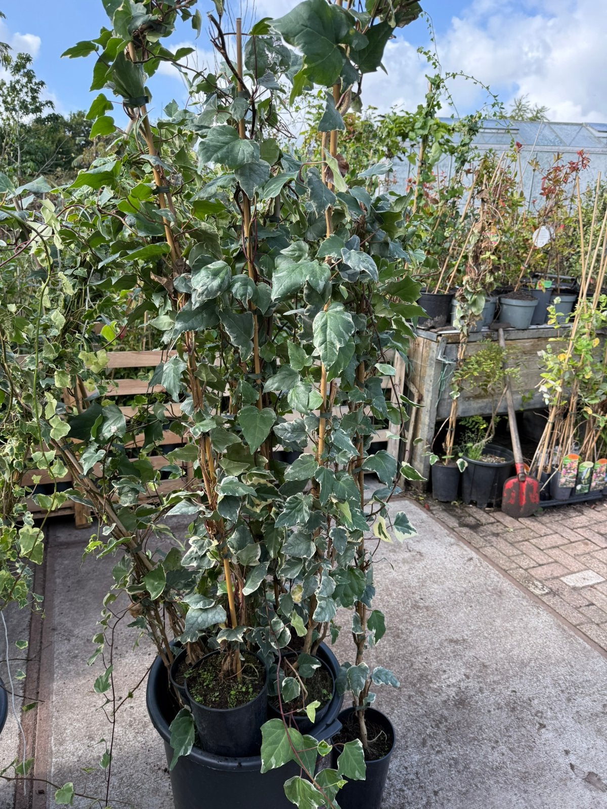 Stunt parij 150 stuks hedera gloire marengo 150cm + pst 4,95, Tuin en Terras, Ophalen, Vaste plant, Bloeit niet, Halfschaduw