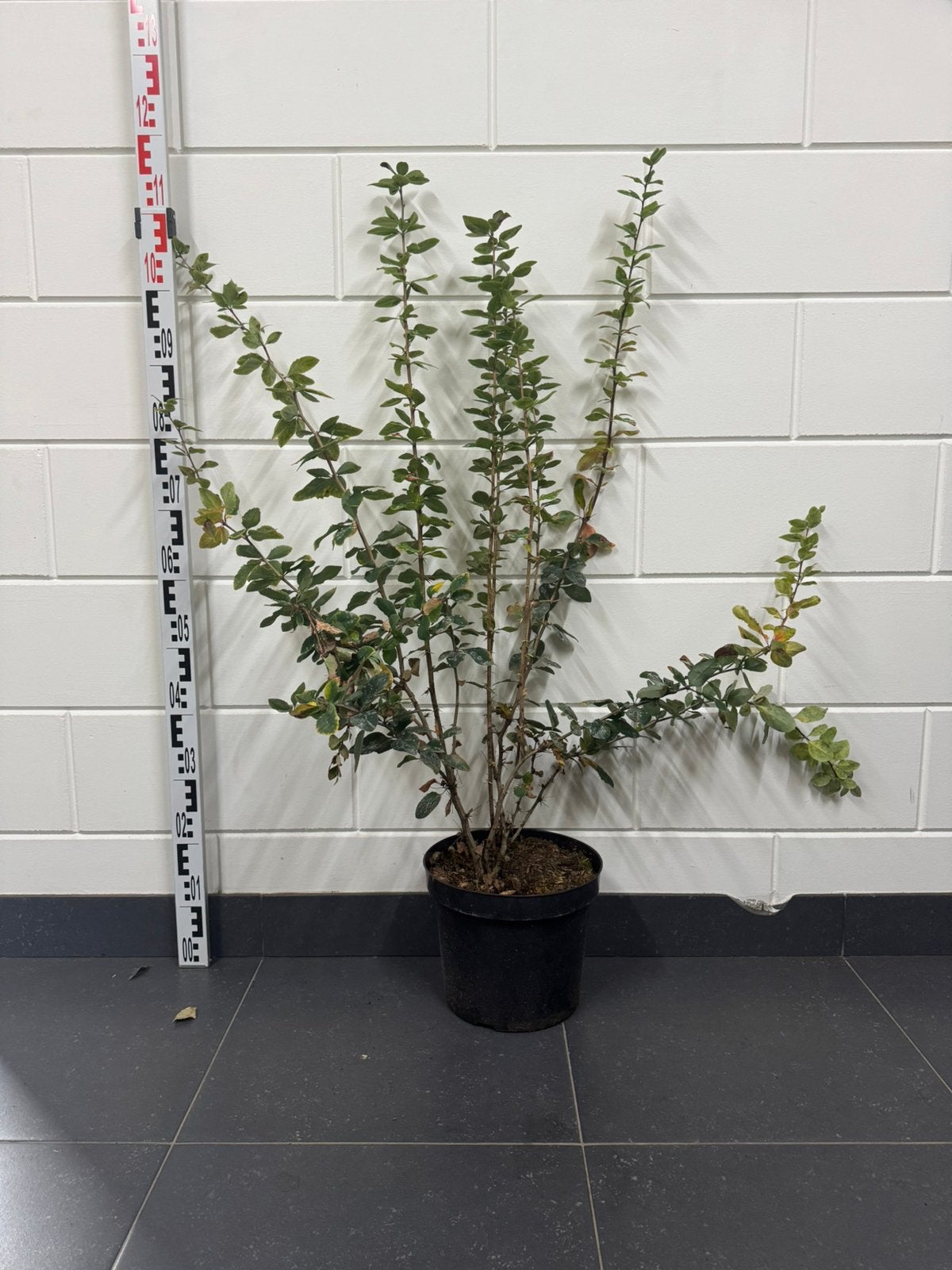Zuurbes (Berberis vulgaris) 90-110cm 5L, Overige soorten, Volle zon, Vaste plant, Ophalen of Verzenden