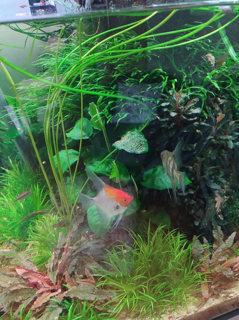 goed tehuis gezocht voor 4 maanvissen (2 stellen), Vis, Zoetwatervis