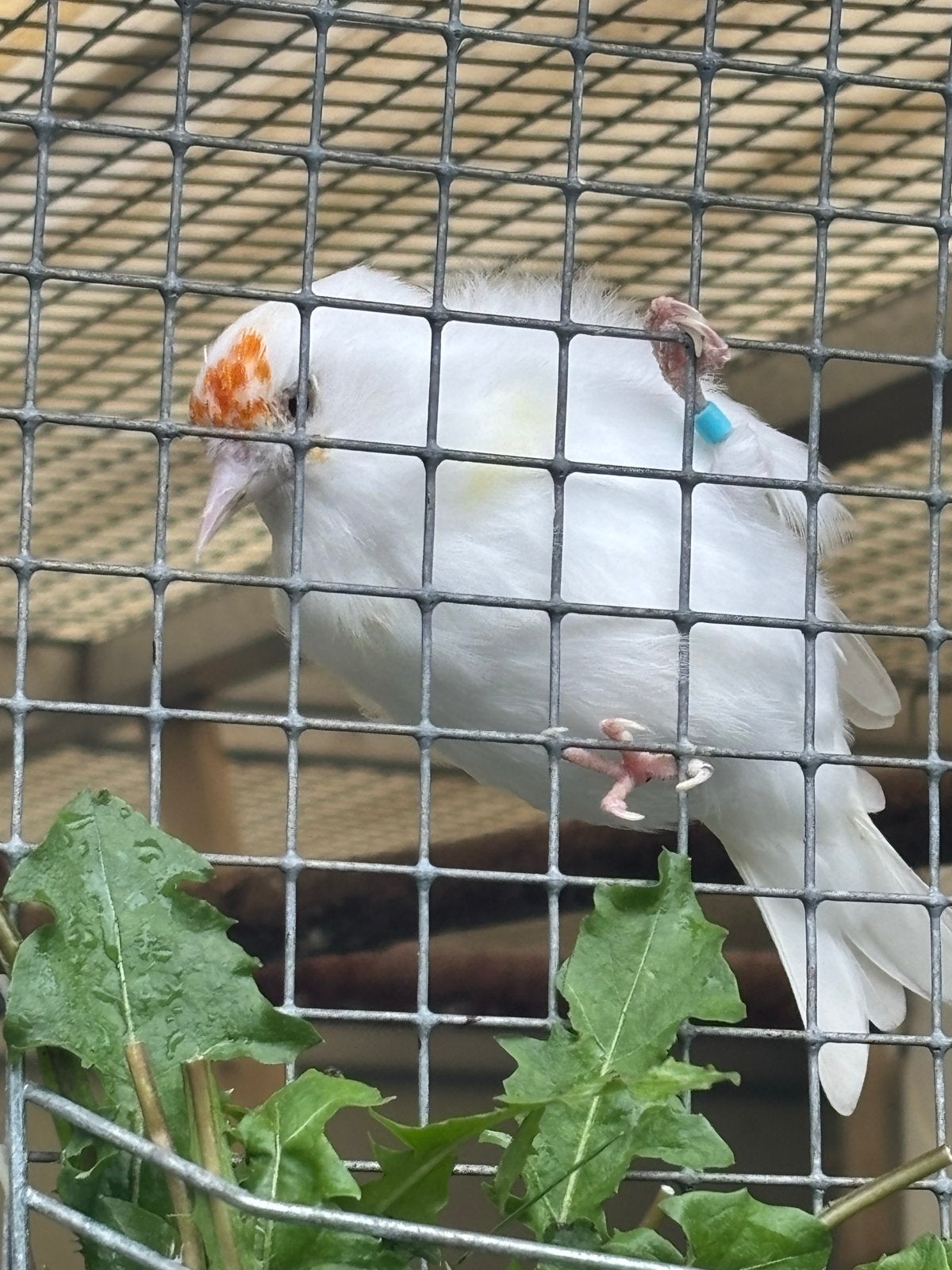 Majoor putter isabel, Dieren en Toebehoren, Vogels | Overige Vogels, Vrouwelijk, Wildzangvogel, Geringd