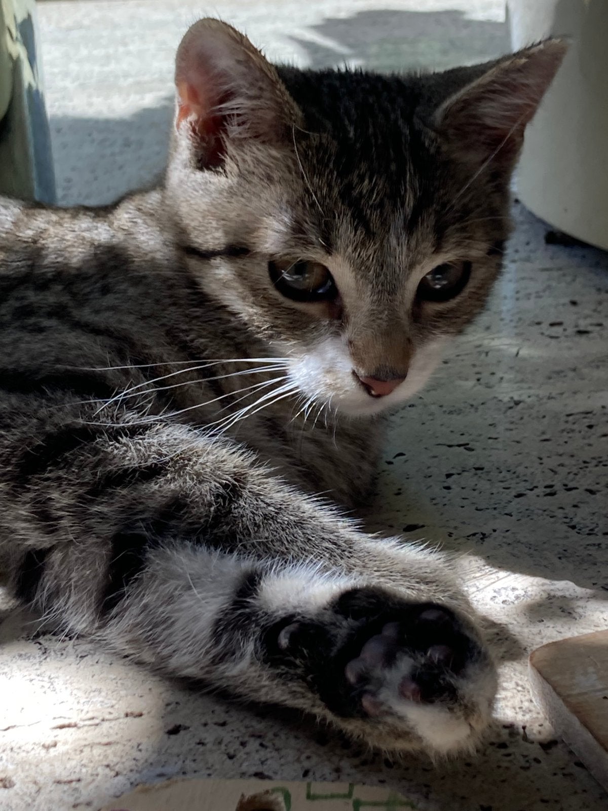 Jonge kitten 14 weken oud jongetje grijs/wit gestreept, Kater, Kortharig, 0 tot 2 jaar