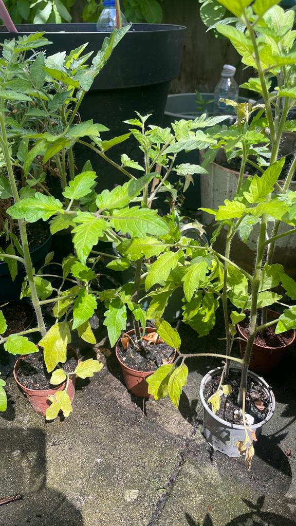 Tomaten planten, Ophalen of Verzenden, Overige soorten, Minder dan 100 cm