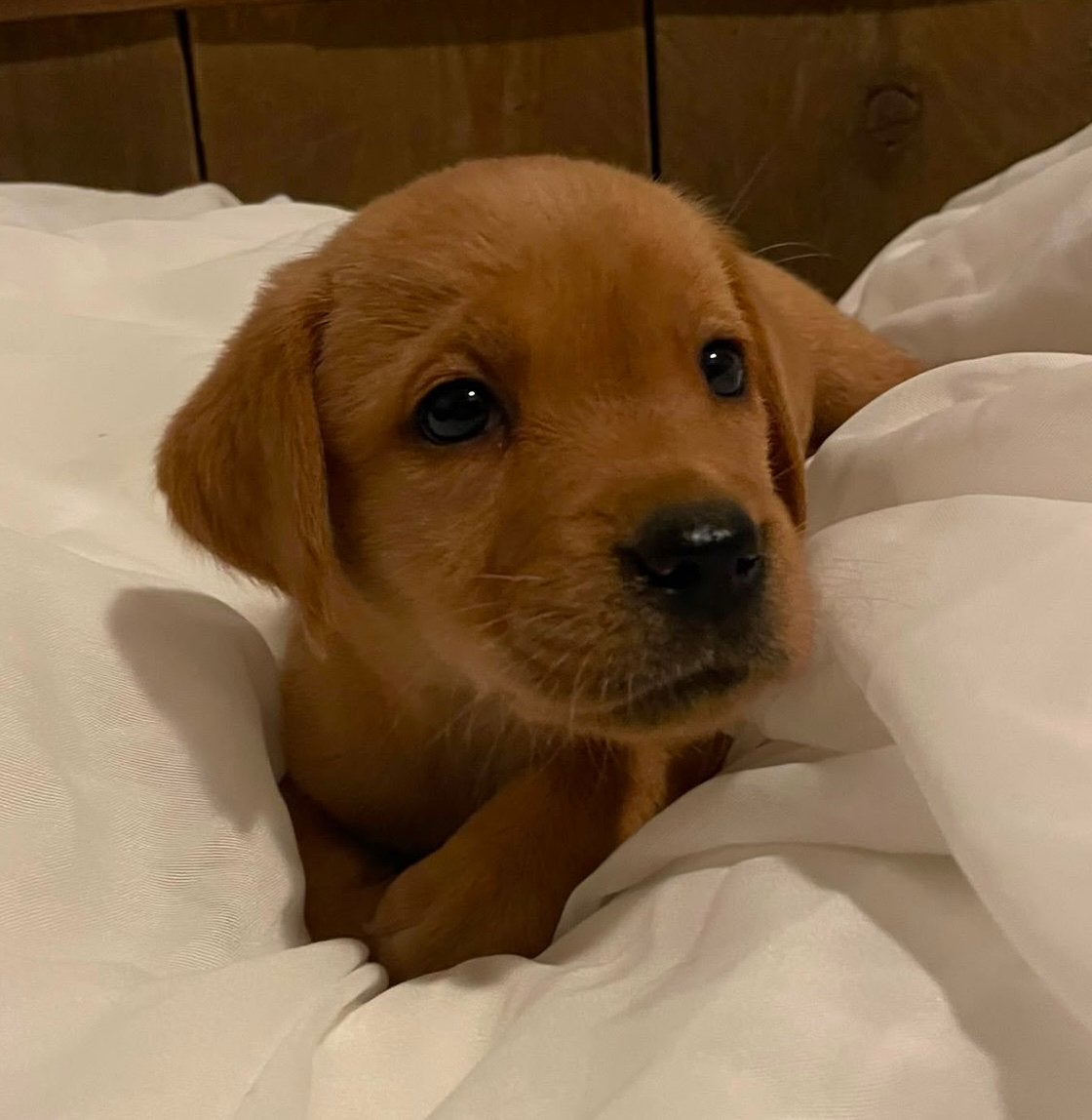 Prachtige raszuivere blonde en red fox labrador pups, 8 tot 15 weken, Labrador retriever, Parvo, Meerdere